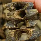 عود كينام تربل سوبر