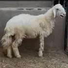 طلي نجدي جبر تم البيع الله يبارك للمشتري