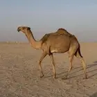 قعود غرنوقي حق