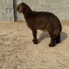 خروف