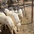 ذبائح نظيفة جدا حري