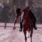 حصان شعبي شييخ