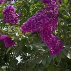 مطلوب شتلات تمر حناء بنفسجي واحمر وابيض صغيرة