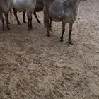 غنم سواكن