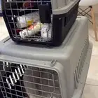 dog house