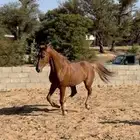 حصان فرنسي كفو