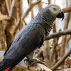 ببغاء كاسكو ضايع في حي الجوهرة الدمام