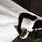 فستان زواج للبيع