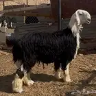 فحل نجد صنف الصنف