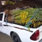 نخل للبيع سكري برحي خلاص ومشكلات