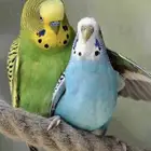 أزواج و فرايد بادجي