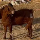 فحول دهم