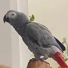 كاسكو أفريقي