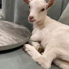 ماعز قزم جفره