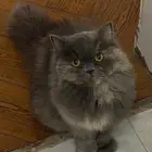 قط شيرازي للبيع (أنثى)