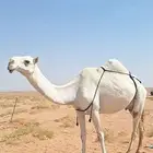 ذود وضح للبيع العدد 17 برحوله