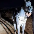 مهر واهو والبيع بدون ورق