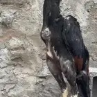 شامو ياباني