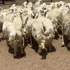 47 صنف فواخر مراح واحد مقاريب تولد
