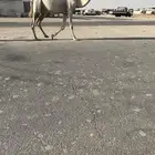 لقحه بكر باتليه