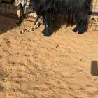 تيس عارضي كفو ( تم البيع )