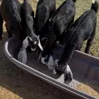 تيوس للمظبي