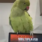 ببغاء الدرة