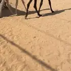 قعدان تربيه
