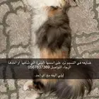 قطط مفقوده