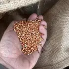 حب احمر بلدي للبيع