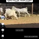 عرض بيع معز دفيع واصل