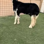 رخل نجديه فاخره