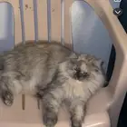 عندي قطتي ضايعه موقعي حي النزهه جنب مجمع المدارس اسألكم