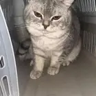 سكوتش ذكر للبيع