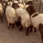 ذبايح نعيم خرفان ورخال
