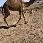 بكره شعلا عمرها 8 شهور على بعارين ابن حثلين