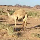 بكره