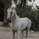 حصان