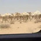 إلا توص ل الصامل لبيع ذود وضح سومه من8500
