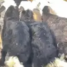 نعاج متاومات