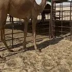 بكره شعلا مفروده تحقق