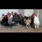 دجاج وديوك