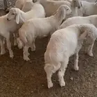 طليان مراح واحد للبيع