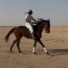 فرس