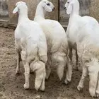 طليان جبره مقفله شحم