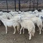 غنم للبيع مراح واحد