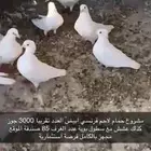 حمام فرنسي لاحم ابيض