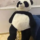 باندا جديد