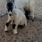 عنز تحتها طلي روم