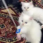 قط للبيع